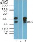 EIF3G Antibody (aa200-250)